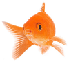 Picture of Matthias 3035